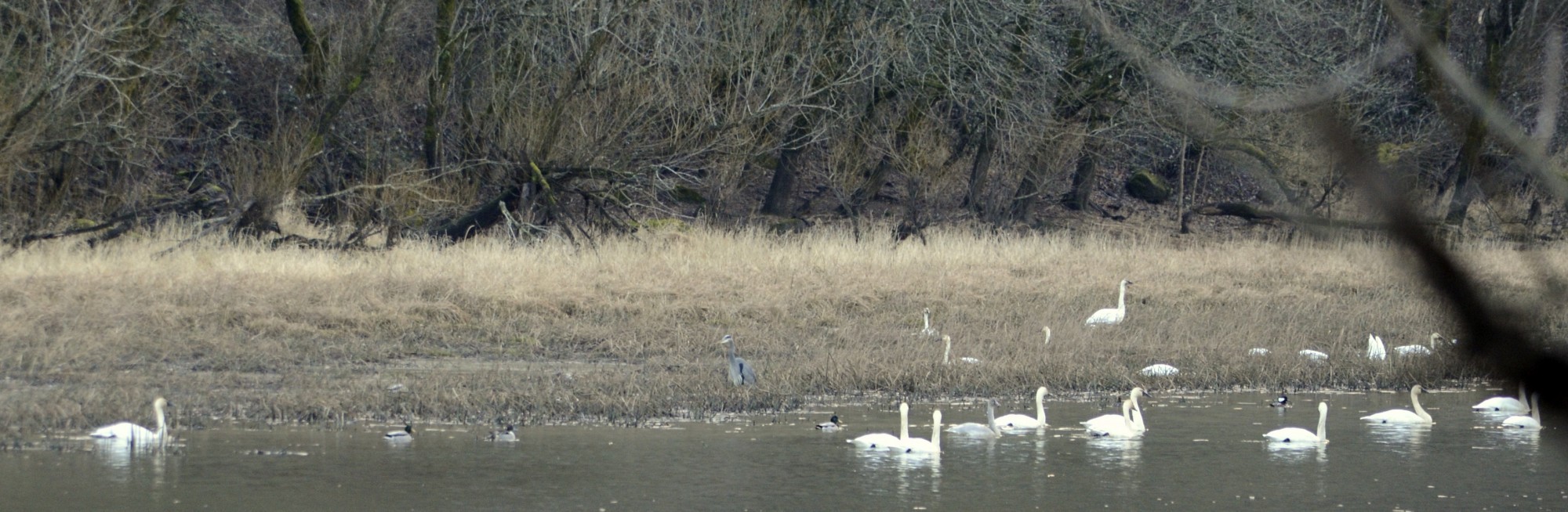 Tundra Swans in the Columbia River Gorge